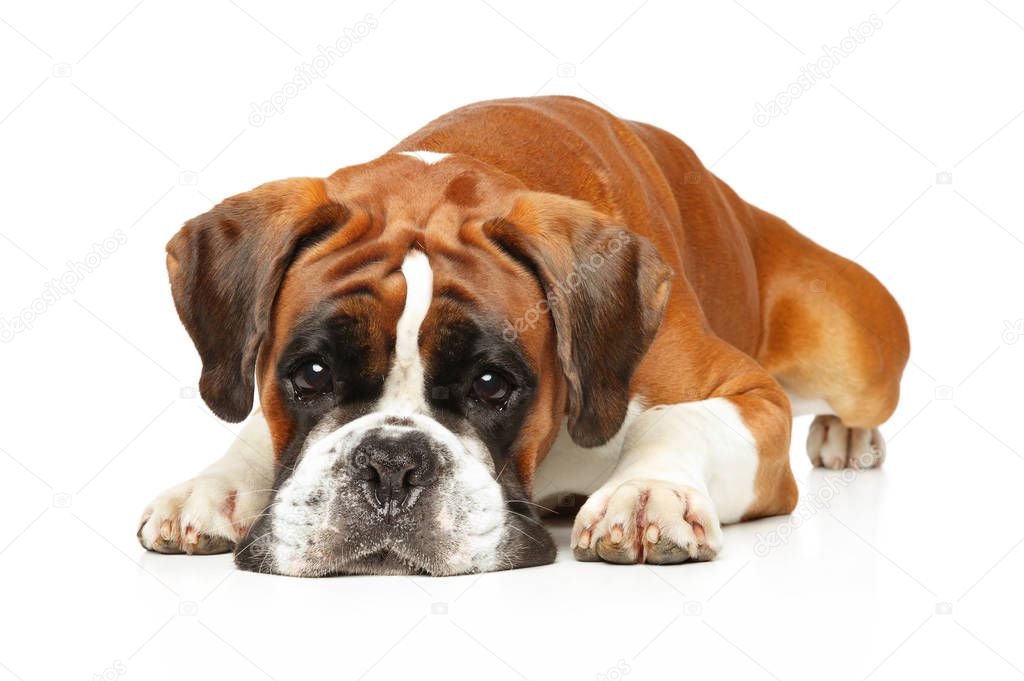 Sad German boxer dog lying