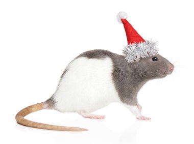 Santa Red şapkadekoratif sıçan