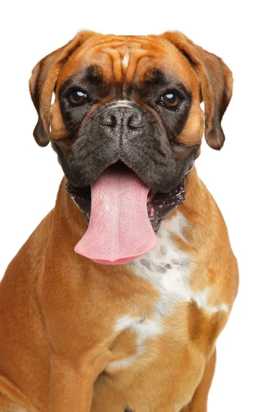 Retrato de un perro boxeador alemán en blanco —  Fotos de Stock