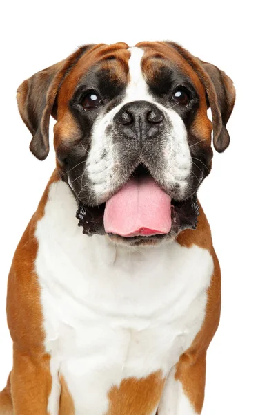 Retrato de cerca de un perro boxeador alemán — Foto de Stock