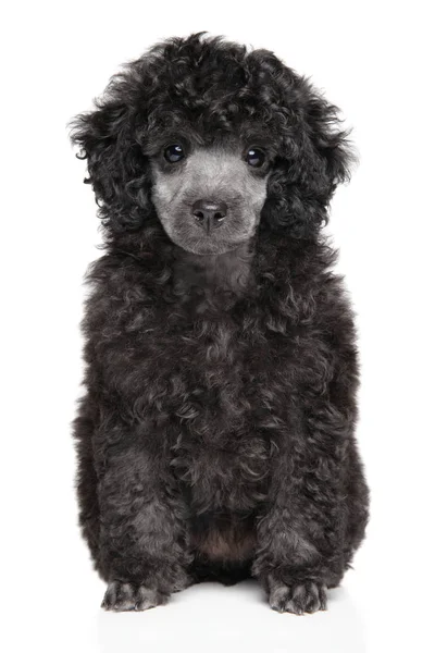 Toy Poodle puppy sits on white background — Stock Photo, Image