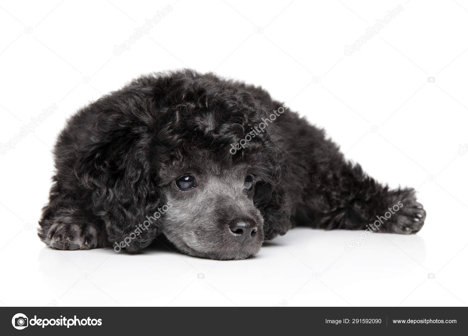 grey toy poodle