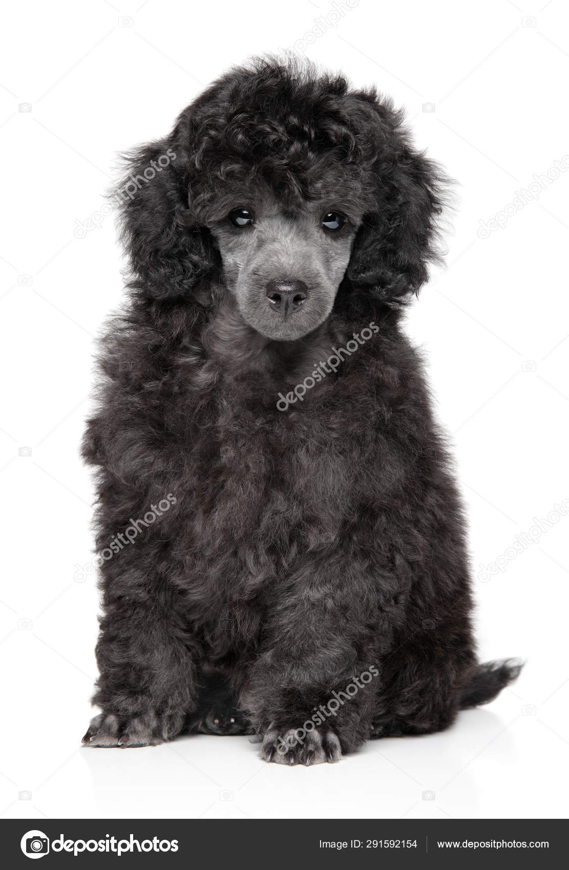 gray toy poodle