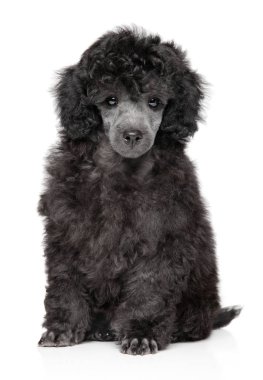 Beyaz arka plan üzerinde oyuncak fino köpeği köpek yavrusu