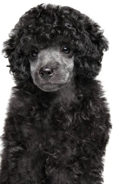 Toy poodle retrato no fundo branco — Fotografia de Stock