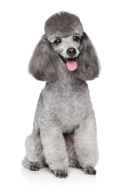Gelukkige Toy Poedel hond — Stockfoto