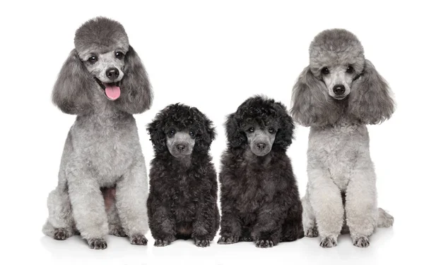 Família de Poodles Cinzentos sobre fundo branco — Fotografia de Stock