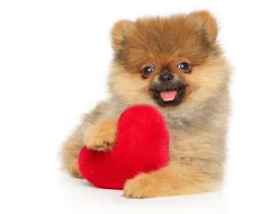 Kırmızı Valentine kalp ile Pomeranian Spitz köpek yavrusu