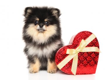 Beyaz arka plan üzerinde kırmızı kalpli Spitz köpek yavrusu