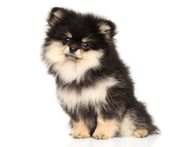 Beyaz arka planda siyah ve tan Spitz köpek yavrusu