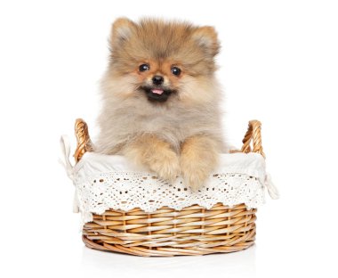 Hasır sepetpomeranian Spitz köpek yavrusu