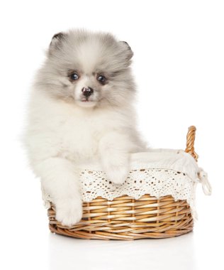Baster Pomeranian Spitz köpek yavrusu mermer renk