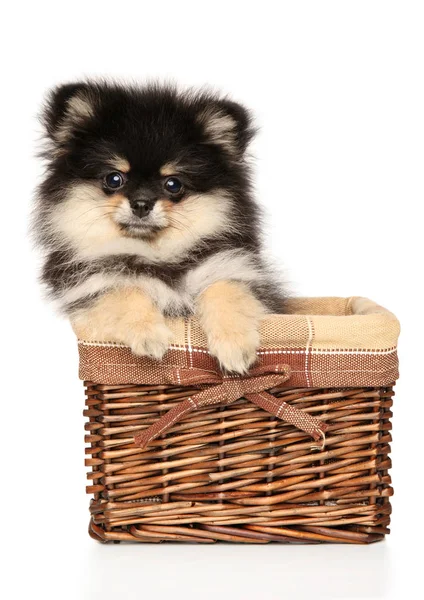 Pomeranian Spitz cachorro en canasta de mimbre — Foto de Stock