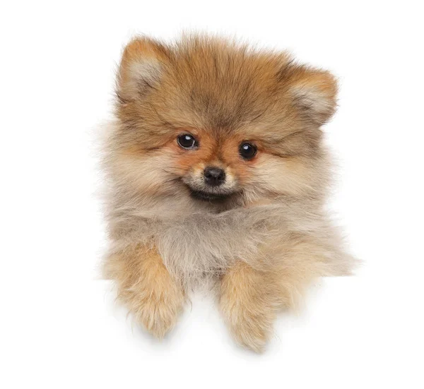 Happy Zwerg Spitz puppy above white banner — Stock Photo, Image