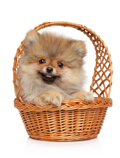 Spitz cachorro en cesta sobre fondo blanco — Foto de Stock