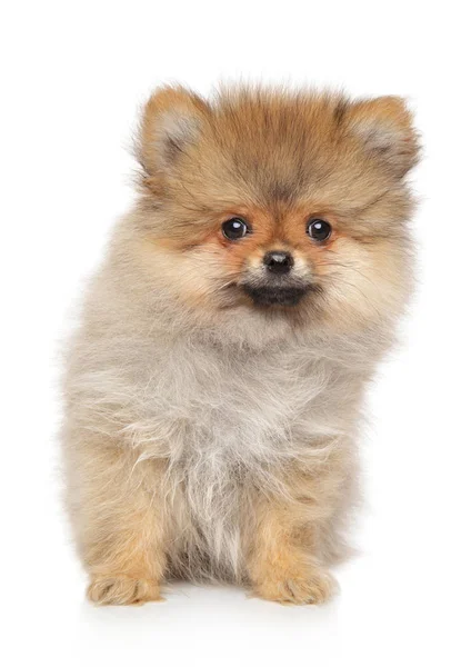 Spitz köpek yavrusu beyaz arka plan üzerinde oturur