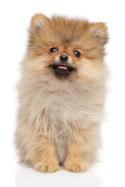 Cute Pomeranian Spitz puppy on white background — Stock Photo, Image