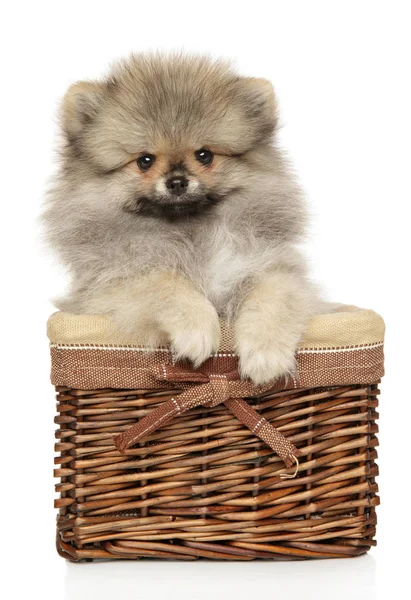 Pomeranian spitz sepeti — Stok fotoğraf