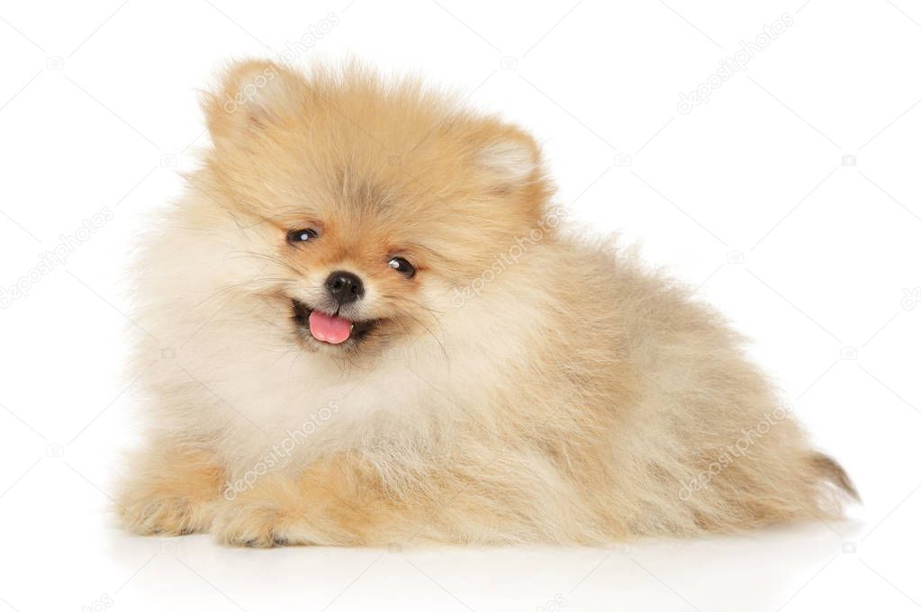Happy Spitz puppy on white background