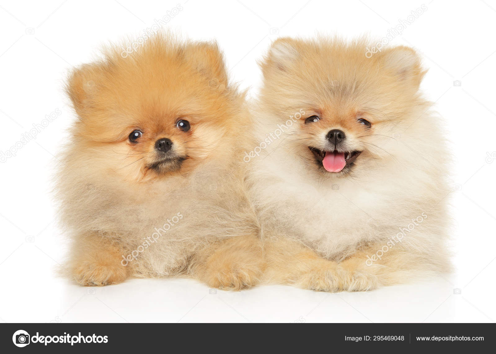 Two redheads, funny and happy Pomeranian Spitz puppy — Stock Photo
