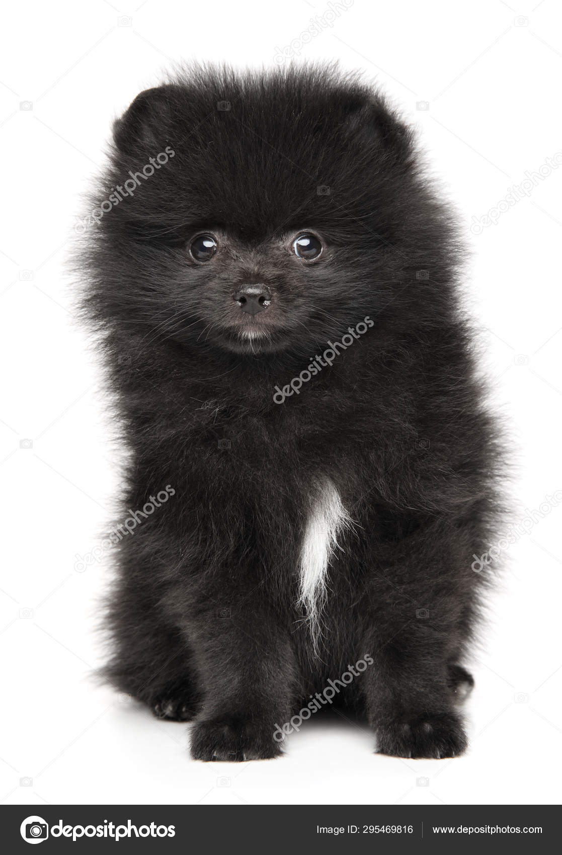 Svart Pomeranian spets valp sitter — stockfoto © FotoJagodka #295469816, image size:1117x1700
