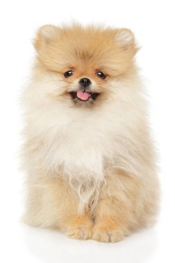 Beyaz komik Pomeranian Spitz köpek yavrusu
