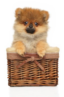 Sepette Komik Pomeranian Spitz köpek yavrusu