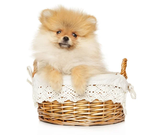 Pomeranian Spitz cachorro se sienta en la cesta de mimbre — Foto de Stock