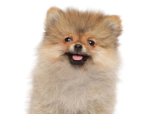 Close-up of a Zwerg Spitz puppy — Stock Photo, Image