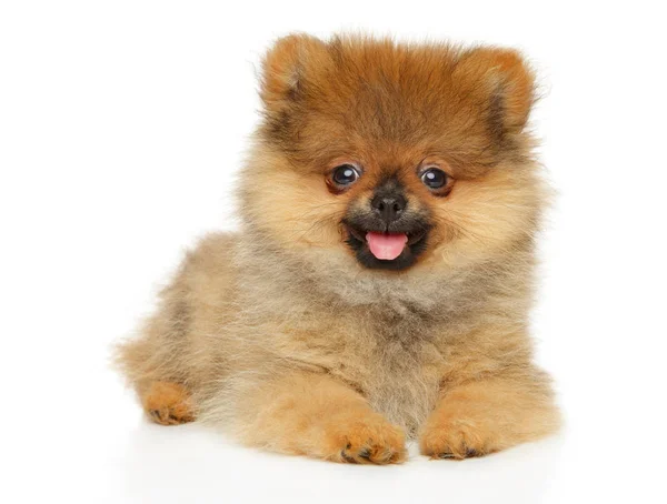 Leuke Zwerg Spitz puppy kijkend naar de camera — Stockfoto