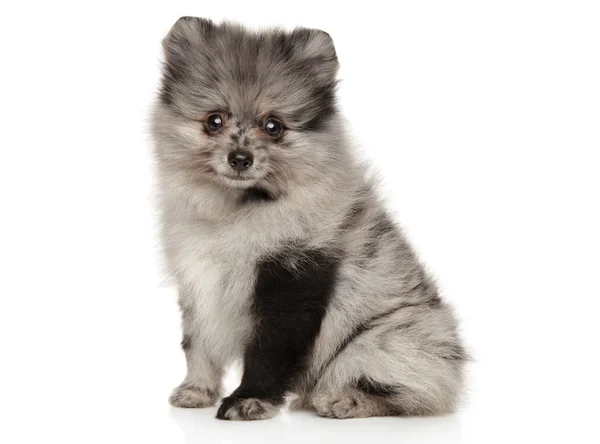 Adorable Pomeranian Spitz puppy sitting — Stock Photo, Image