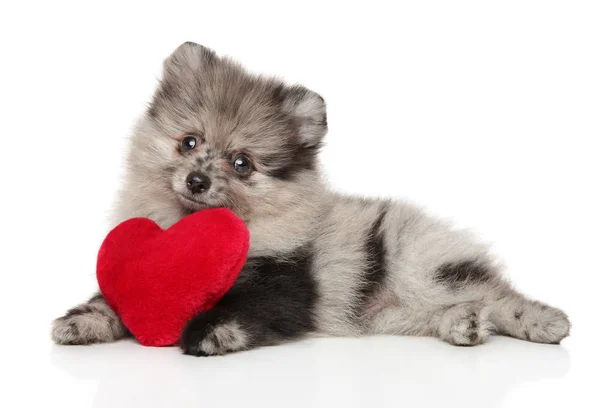 Kırmızı Valentine kalp ile Pomeranian Spitz köpek yavrusu — Stok fotoğraf