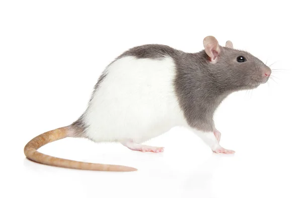 Dekoratív patkány fehér alapon — Stock Fotó