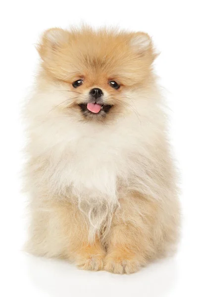 Filhote de cachorro engraçado Pomeranian Spitz em branco — Fotografia de Stock