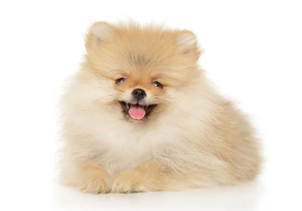 Pomeranian spitz cachorro deitado — Fotografia de Stock