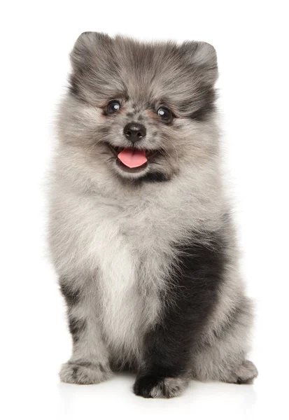 Mutlu Pomeranian Spitz köpek yavrusu beyaz — Stok fotoğraf