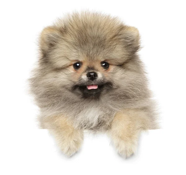 Pomeranian Spitz cachorro por encima de la bandera blanca — Foto de Stock