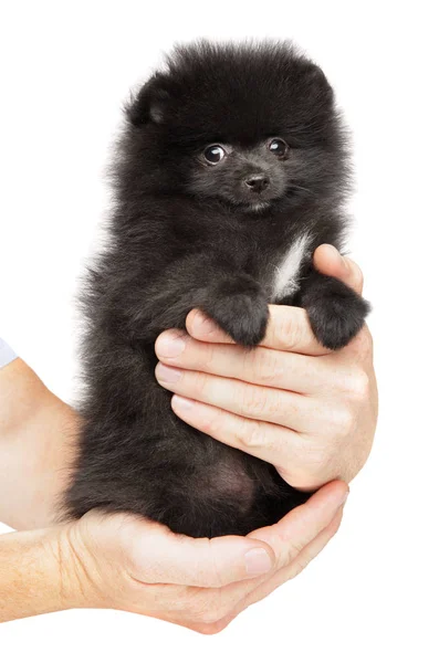 Man holds tiny Black Pomeranian Spitz puppy in hands — Stock Photo, Image