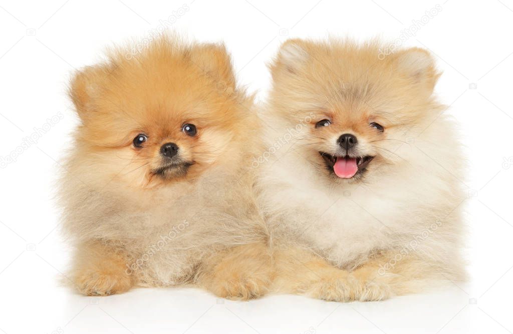 Two redheads, funny and happy Pomeranian Spitz puppy