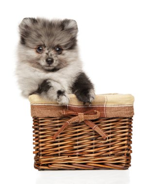 Sepette Mermer renk Pomeranian Spitz köpek yavrusu