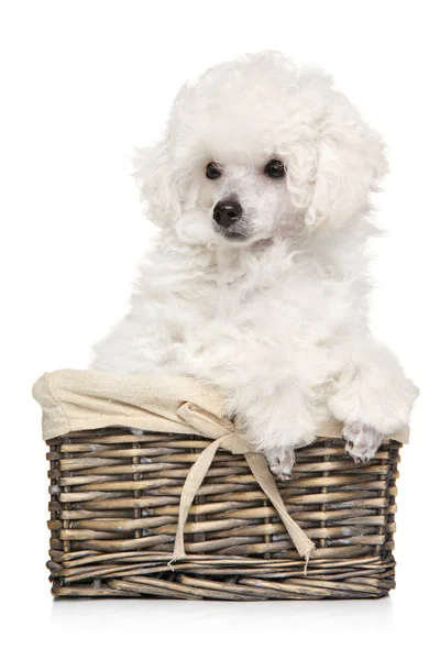 Белый щенок Пудель в плетеной корзине — стоковое фото