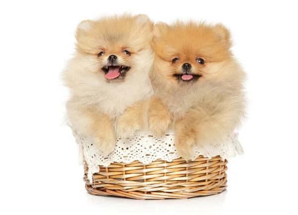 Dois cachorros da Pomerânia engraçados e felizes estão em uma cesta de vime — Fotografia de Stock