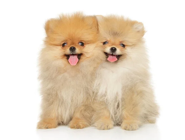 Two funny and happy Pomeranian puppies sitting — Stock Photo, Image