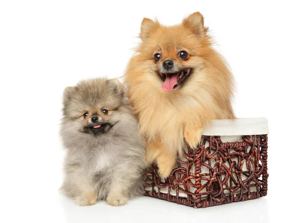 Dois Pomeranian em mãe e filhote de cachorro em cesta de vime — Fotografia de Stock