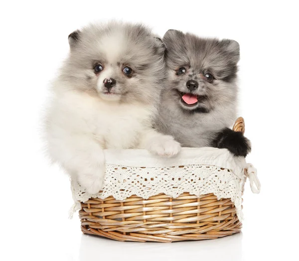 Due cuccioli di Pomerania felici in un cesto di vimini — Foto Stock