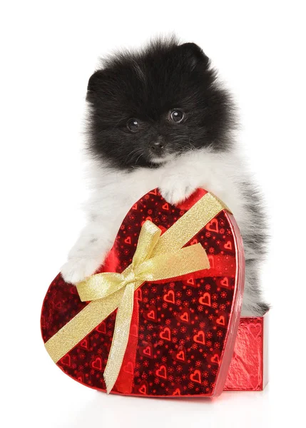 Köpek Spitz bir kalp şeklinde bir hediye kutusunda — Stok fotoğraf