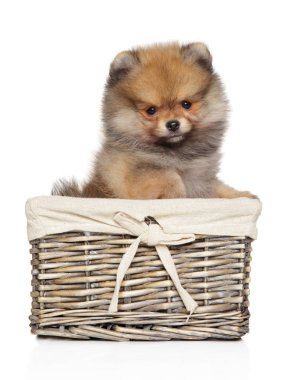 Beyaz arka planda Pomeranya Spitz köpek yavrusu