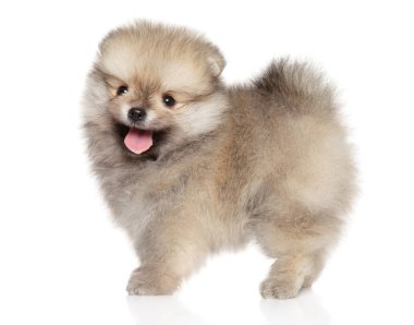 Spitz köpek yavrusu beyaz arka plan üzerinde standında