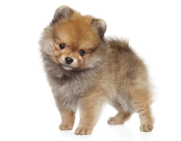 Pomeranian Spitz puppy on white background — Stock Photo, Image