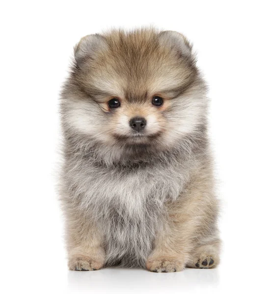 Pomeranian Spitz štěně na bílém pozadí — Stock fotografie